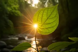 Perché la fotosintesi clorofilliana è fondamentale negli ecosistemi? Il dettaglio che ignori